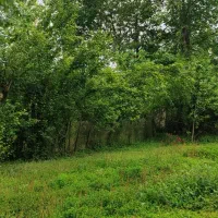 سرایدار خانوم