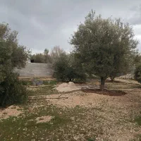 فروش باغچه 1600متری تیون تفیهان|فروش زمین و ملک کلنگی|شیراز, بید زرد|دیوار