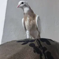 کبوتر|پرنده|کرمانشاه, |دیوار