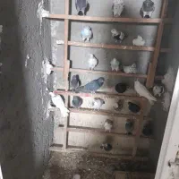 کبوتر پرش سنگین به شرط|پرنده|ماهدشت, |دیوار