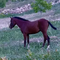 اسب اصیل|اسب و تجهیزات اسبسواری|شوشتر, |دیوار