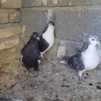 سه تا رنگه نر|پرنده|چناران, |دیوار