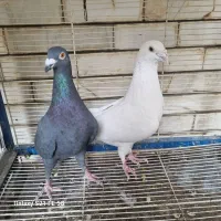 آلمانی|پرنده|مشهد, کوشش|دیوار