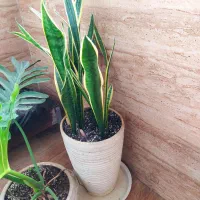 گل برگ انجیری وسانسوریا لب طلایی