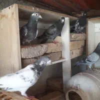 فروش مرغ وکبوتر