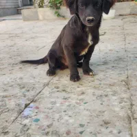 فروش سگ اشپیتز