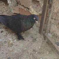 کبوتر