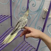 عروس هلندی فوق مولد و جوجه