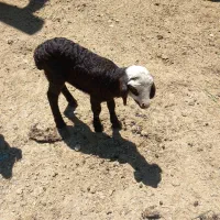 یک جفت بره شیری