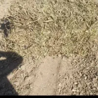 یونجه‌ بادام‌ زمینی|لوازم جانبی حیوانات|اصفهان, قهاب جنوبی|دیوار