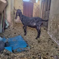بز پاکستانی