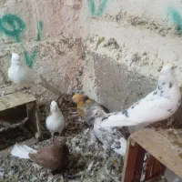 کبوتر دم سفید|پرنده|مشگین شهر, |دیوار