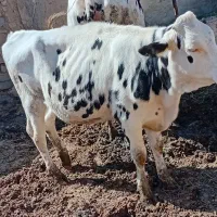 تلیسه