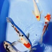 ماهی زیبای برکه و اکواریم کوی|ماهی|تهران, خرمشهر|دیوار