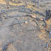 چوب زردالو|گل و گیاه طبیعی|بسطام, |دیوار