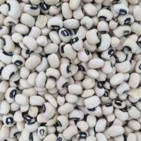 لوبیا چشم بلبلی