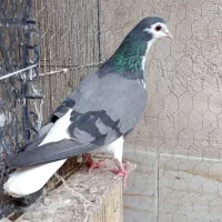 یکجفت نرو ماده با جوجه|پرنده|اصفهان, جاوان|دیوار