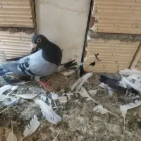 مجسمه کبوتر