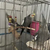 عروس هلندی نر وماده با یه جوجه ۳ ماهه