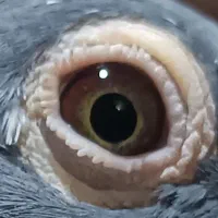 جوجه مسافتی