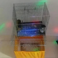 قفس