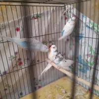 ۴ عدد مرغ عشق سالم مادر به همراه سه جوجه|پرنده|ری, هاشمآباد|دیوار