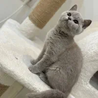 گربه بریتیش رنگ خواص لی لاک|گربه|پرند, فاز ۳|دیوار