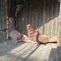 کبوتر کفتر نوک قنار کوتاه دم چتری کربلایی