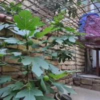 درخت انجیر بزرگ میوه دار گلدانی مناسب برای پشت بام|گل و گیاه طبیعی|اصفهان, عاشق‌آباد|دیوار