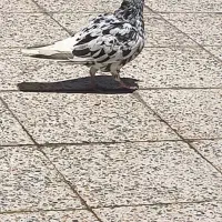 کوهی دم سفید ماده