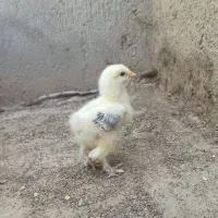 برهما ویاندوت بوقلمون