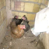مرغ تخمگذارذات دار