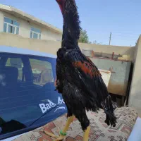 مرغ خروس لاری اوشامو|حیوانات مزرعه|مشهد, شهرک شهید باهنر|دیوار
