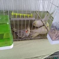 فروش جوجه عروس هلندی های خانگی