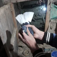 کبوتر دم سفید و زردی