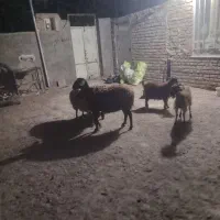 کاورافشارمیش بره ماده سبک بزغاله نر چاق