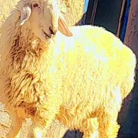 بره.نر چاق وچله خانگی،مخصوص،مالدآری.