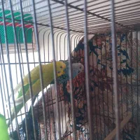 جفت مرغ عشق