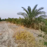 فروش باغ