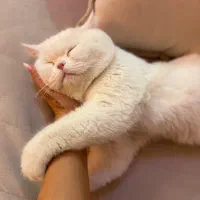 گربه نر آماده جفتگیری|گربه|اندیشه, اندیشه فاز ۱|دیوار