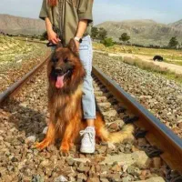 ژرمن بالغ موولد