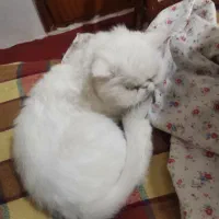 گربه پرشین ماده عقیم شده