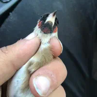 نشان دار لکو پیس سیاه سهره