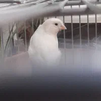 قناری سفید برفی ماده