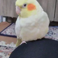 عروس هلندی ماده