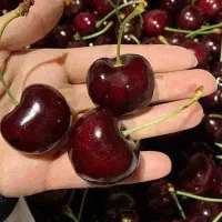 نهال انواع رقم گیلاس و آلبالو|خدمات باغبانی و درختکاری|ارومیه, |دیوار