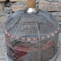 ۱جفت فنچ لپ سیاه باوسایل کامل|پرنده|شیراز, پودنک|دیوار