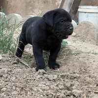 توله canecorsoکن کورسو مشکی ماده|سگ|چهارباغ, |دیوار