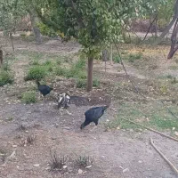 لاری اوشامو جوجه لاری بوقلمون|حیوانات مزرعه|کرج, شهرک نهال و بذر|دیوار