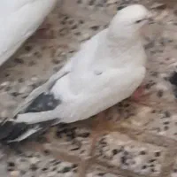 کم شده|پرنده|ملایر, |دیوار